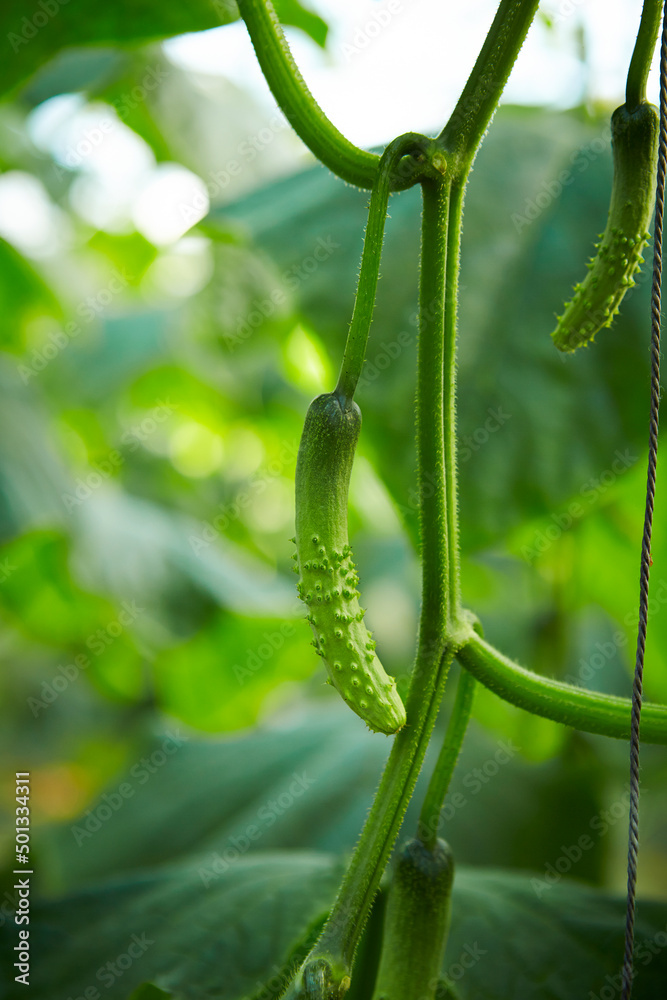 Cucumber close-up in a greenhouse Cucumber close-up in a greenhouse