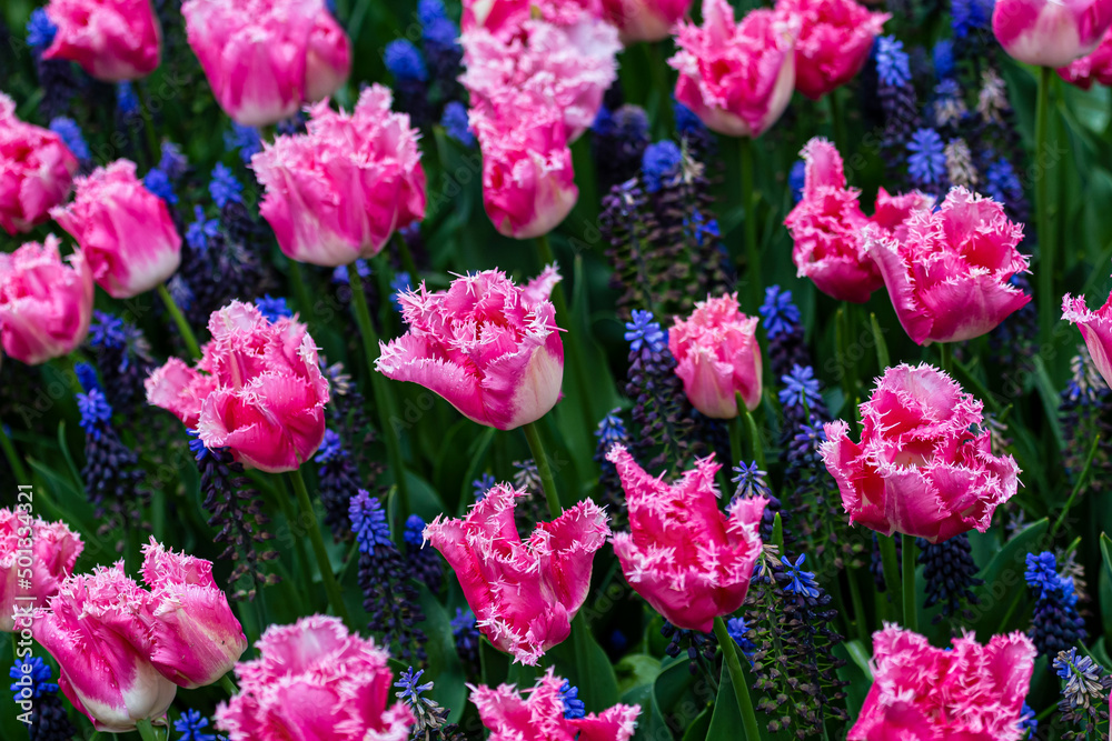 pink tulips and blue flowers