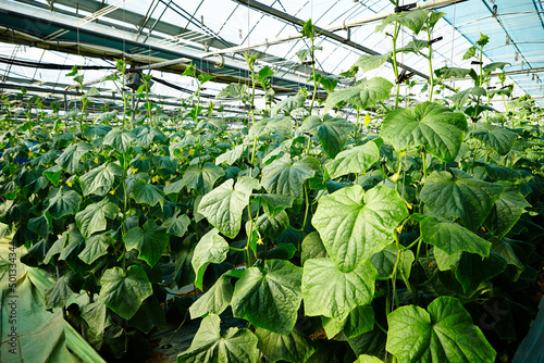 Fresh vegetables in a greenhouse