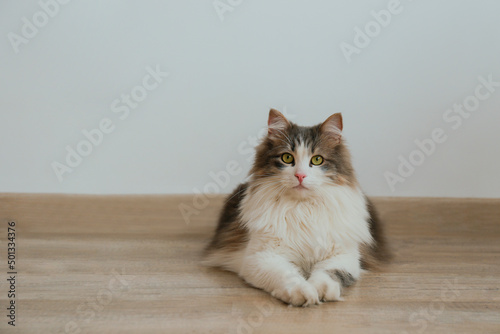 Obraz na plátně Studio portrait of a siberian cat with green eyes lying on the wooden floor