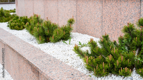 Banner.Landscaping. Mini pine in white decorative stones in the garden. Close-up
