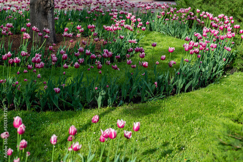 Skwer z kwitnącymi biało różowymi kwiatami, tulipan (tulipa). photo