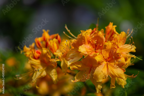 Rozmyte tło, czerwono żółto kwitnący krzew w parku, różanecznik żółty rhododendron luteum.