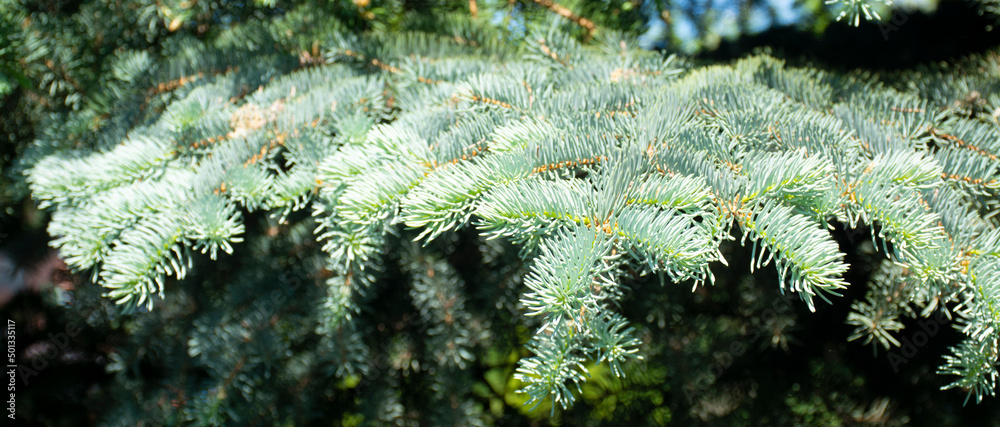 Spruce. Blue spruce spruce branches, eco-friendly natural tree, greenery