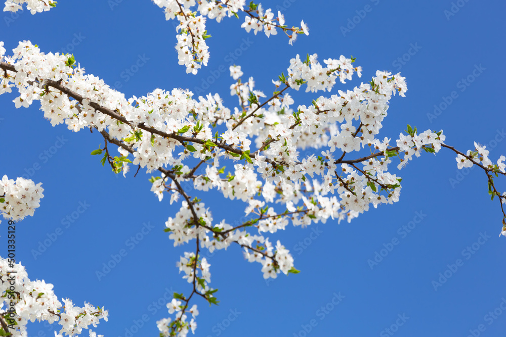 Spring with white blossom apple trees over the blue sky Spring with white blossom apple trees over the blue sky