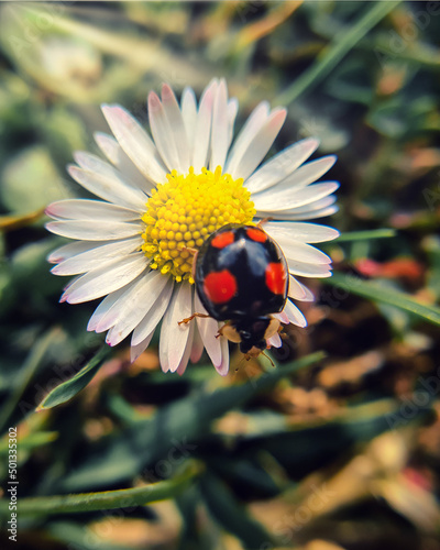 Ein Marienkäfer sitzt auf einem Gänseblümchen.