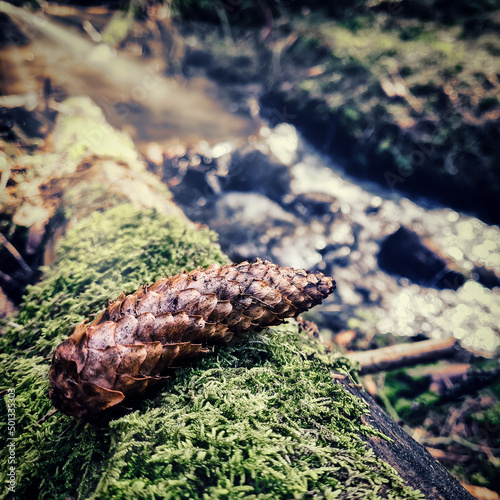 Ein Tannenzapfen liegt auf einem umgefallen  Baum im Hintergrund fließt ein Fluss