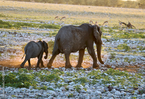 Elephant and Calf at Okaukuejo waterhole, Etosha National park, Namibia photo