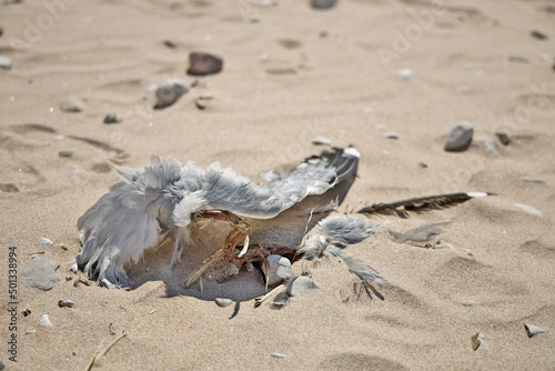 Close up of Dead Partially Decomposed or Eaten Seagull on the Beach