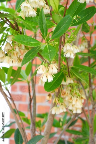 Flowers Blue Olive Berry,Fairy Petticoats,Lily of the valleyon natural light background. photo