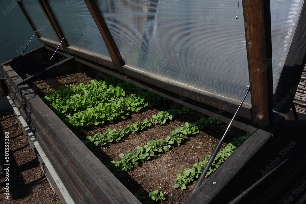 Raised bed gardening for vegetable cultivation Raised bed gardening for vegetable cultivation