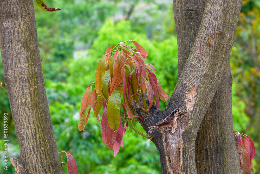 Obraz premium Young shoots and young leaves growing on a tree in spring