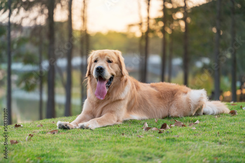 golden retriever lying on grass