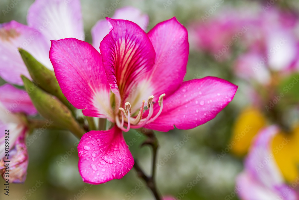 Close-up of beautiful blooming Bauhinia flowers planted on the side of the road Close-up of beautiful blooming Bauhinia flowers planted on the side of the road