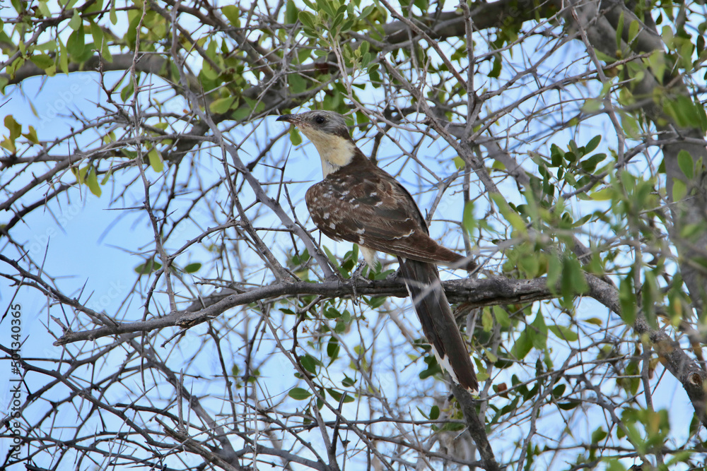 Great Spotted Cuckoo, Etosha National Park, Namibia Great Spotted Cuckoo, Etosha National Park, Namibia