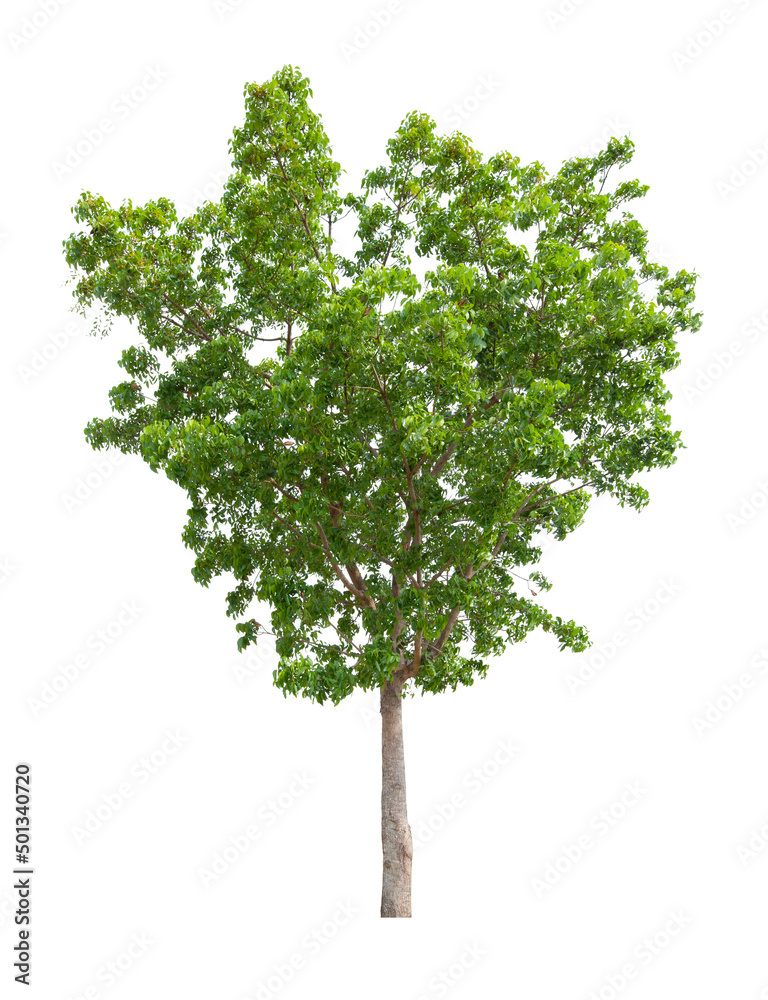Obraz premium Tree isolated on white background, With Clipping path.
