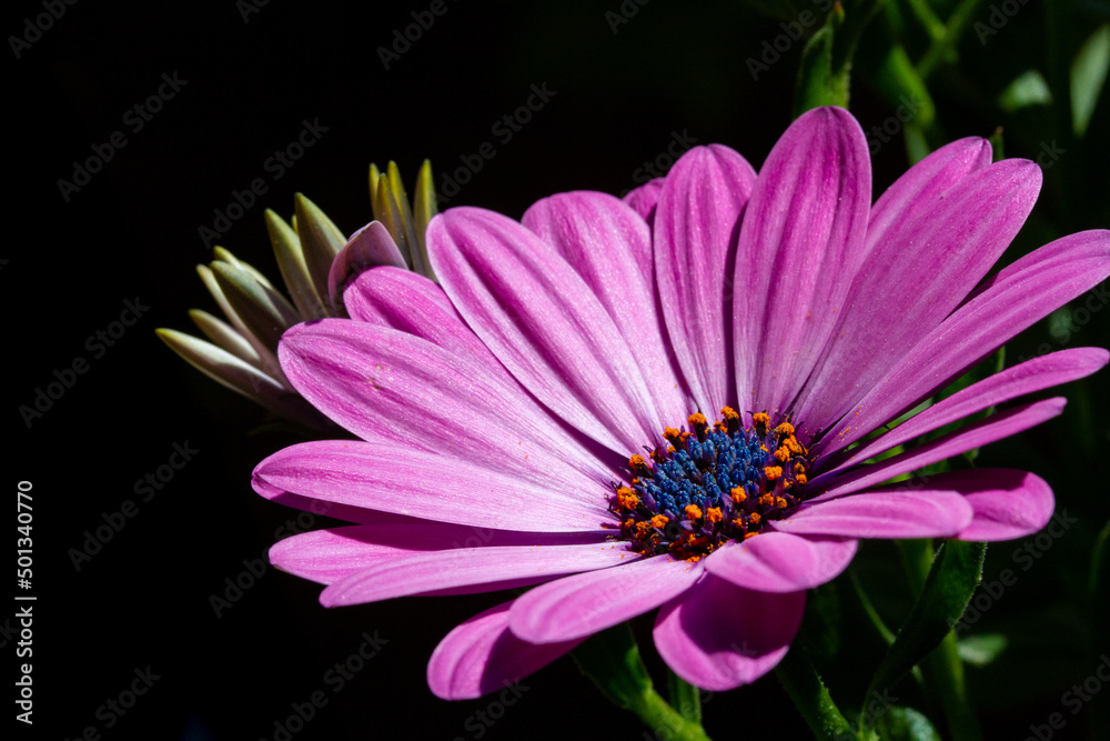 Primavera Primavera