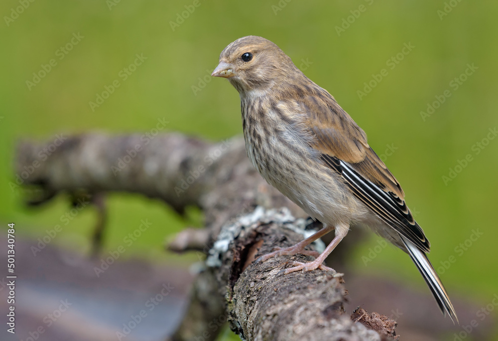 Female Common linnet (Linaria cannabina) posing on a big branch with green background Female Common linnet (Linaria cannabina) posing on a big branch with green background
