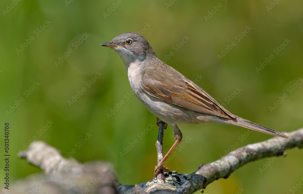 Common whitethroat (Curruca communis) posing on tiny branch with clear green background Common whitethroat (Curruca communis) posing on tiny branch with clear green background