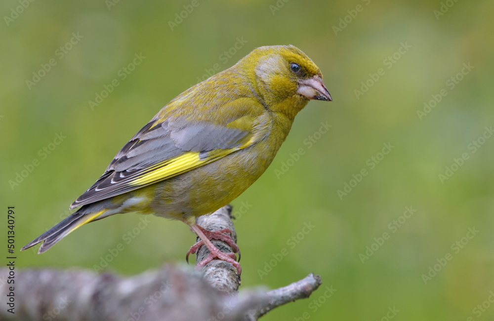 Male European Greenfinch (Chloris chloris) sitting on dry old looking branch with clean green background 