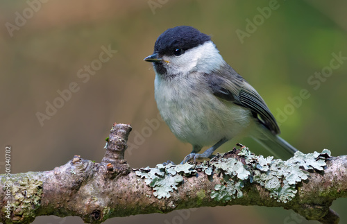 Wiilow Tit (Poecile montanus) perched on densely lichen covered branch in the forest 