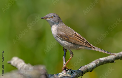 Common whitethroat (Curruca communis) posing on tiny branch with clear green background 