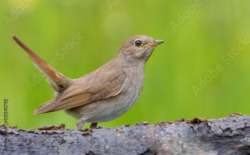 Thrush Nightingale (Luscinia luscinia) stands behind some woods in sweet evening light 