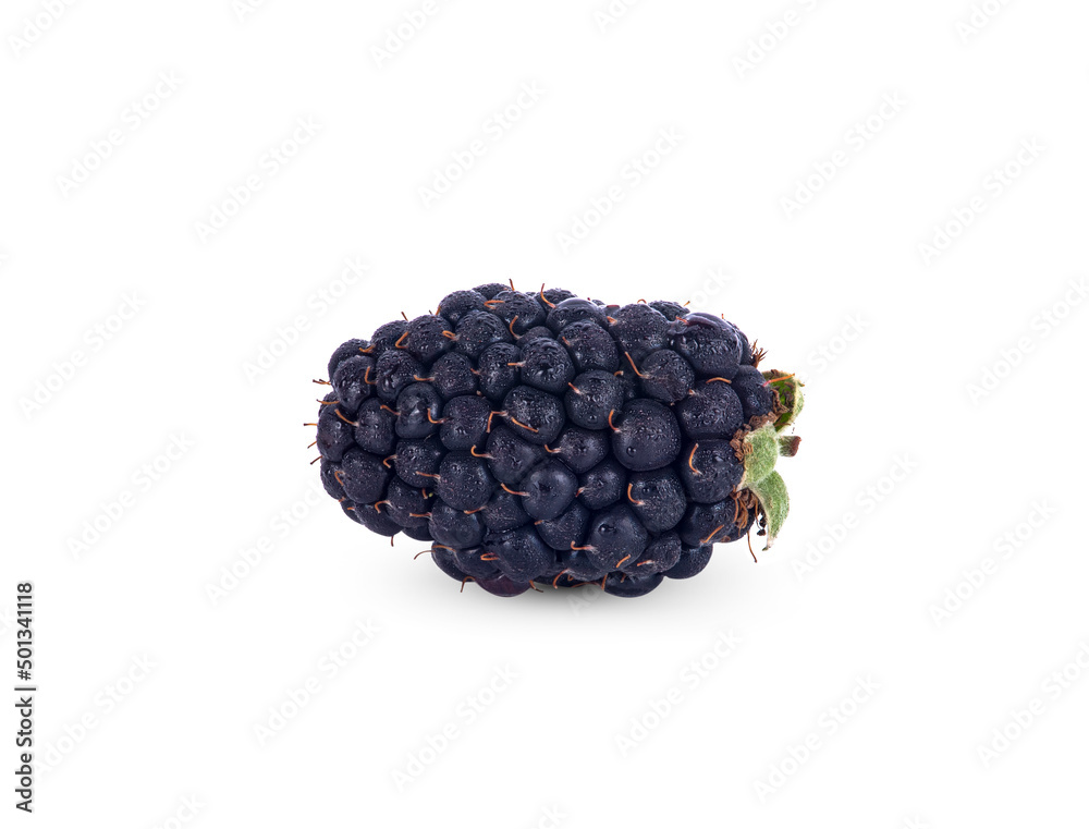 blackberry fruit isolated on white background blackberry fruit isolated on white background