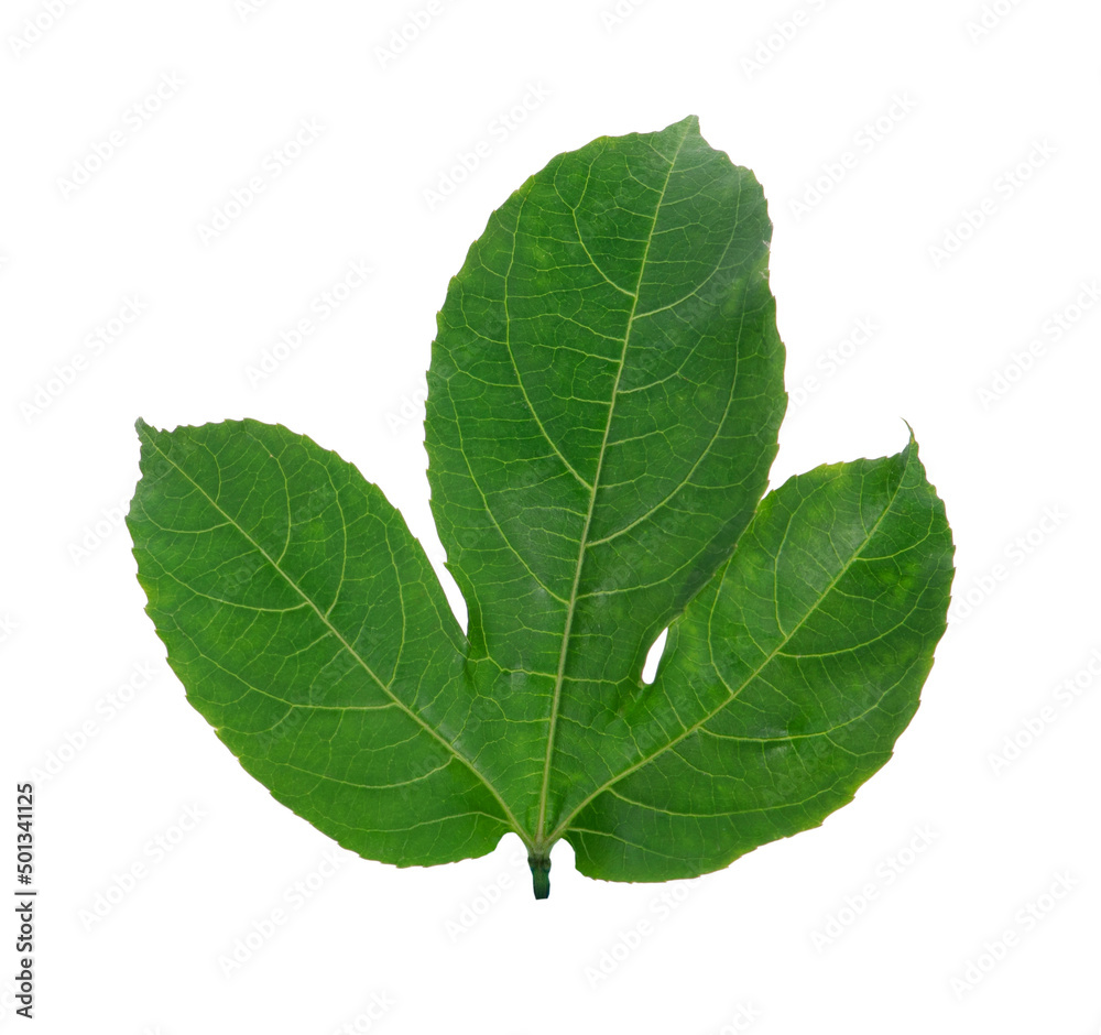 Fototapeta premium Green leaves passion fruit isolated on white background