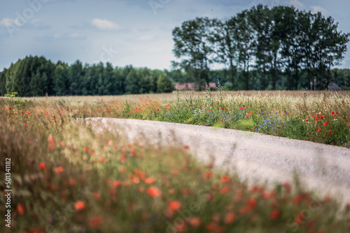 field of poppies, letnia, wiejska droga z polnymi kwiatami w letni, słoneczny dzień.