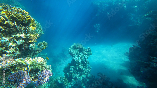 amazing coral reef © Happy monkey