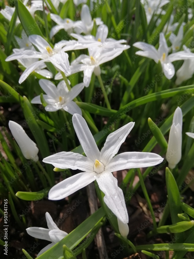 white Scilla luciliae.first spring plant with many small star-shaped flowers.Blooming Chionodoxa luciliae. Floral Desktop wallpaper
white Scilla luciliae.first spring plant with many small star-shaped flowers.Blooming Chionodoxa luciliae. Floral Desktop wallpaper