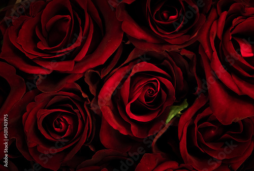 red roses background, czerwone róże