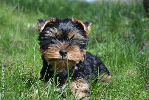 yorkshire terrier on grass