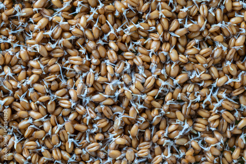 Background of germinated wheat grains, top view. Healthy food concept