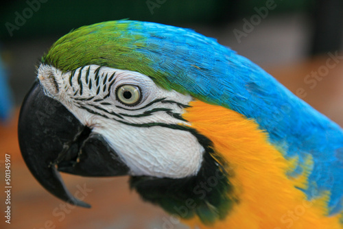Yellow and Blue Macaw face
