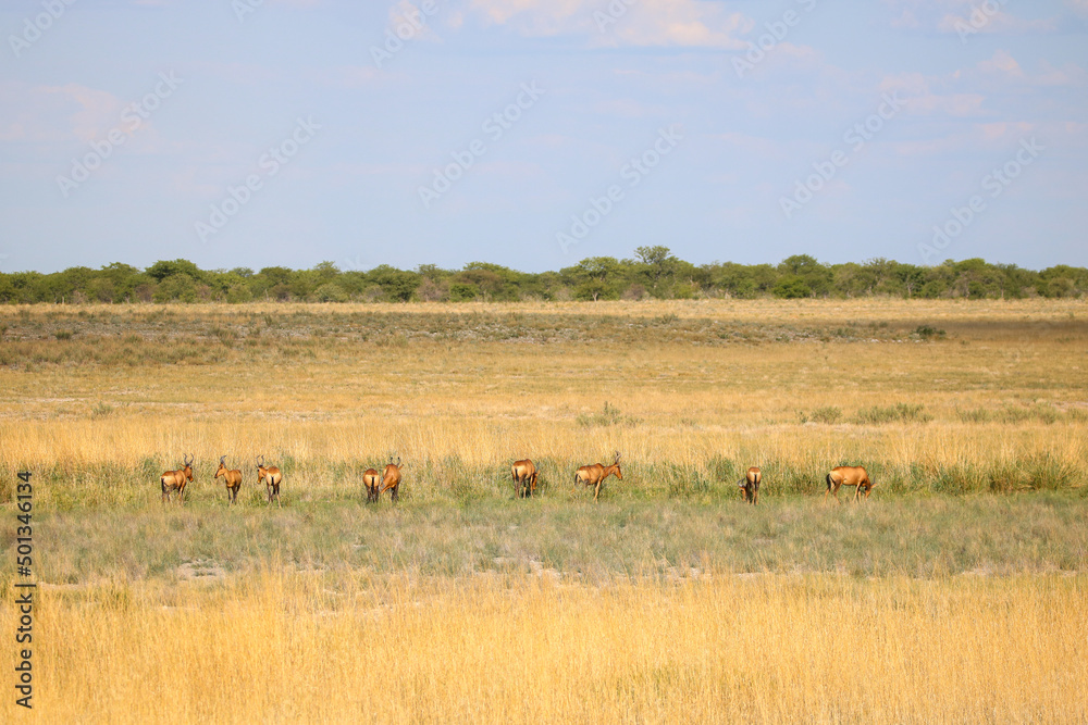 Red Hartebeest in Etosha National Park, Namibia