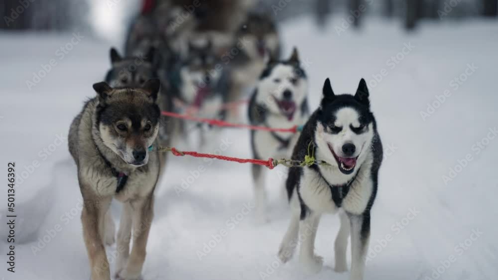 Close-up Shot Of Siberian Huskies Running And Pulling A Sled During Winter Season In Muonio, Finland. Close-up Shot Of Siberian Huskies Running And Pulling A Sled During Winter Season In Muonio, Finland.