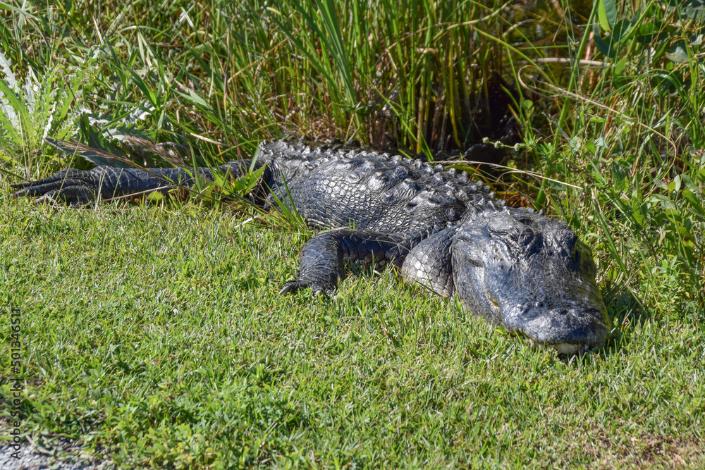 American alligator in Everglades National Park, Florida, United States of America