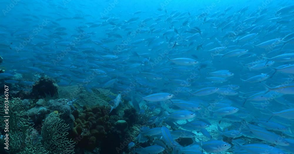 big school of fusiliers moving fast down the reef big school of fusiliers moving fast down the reef