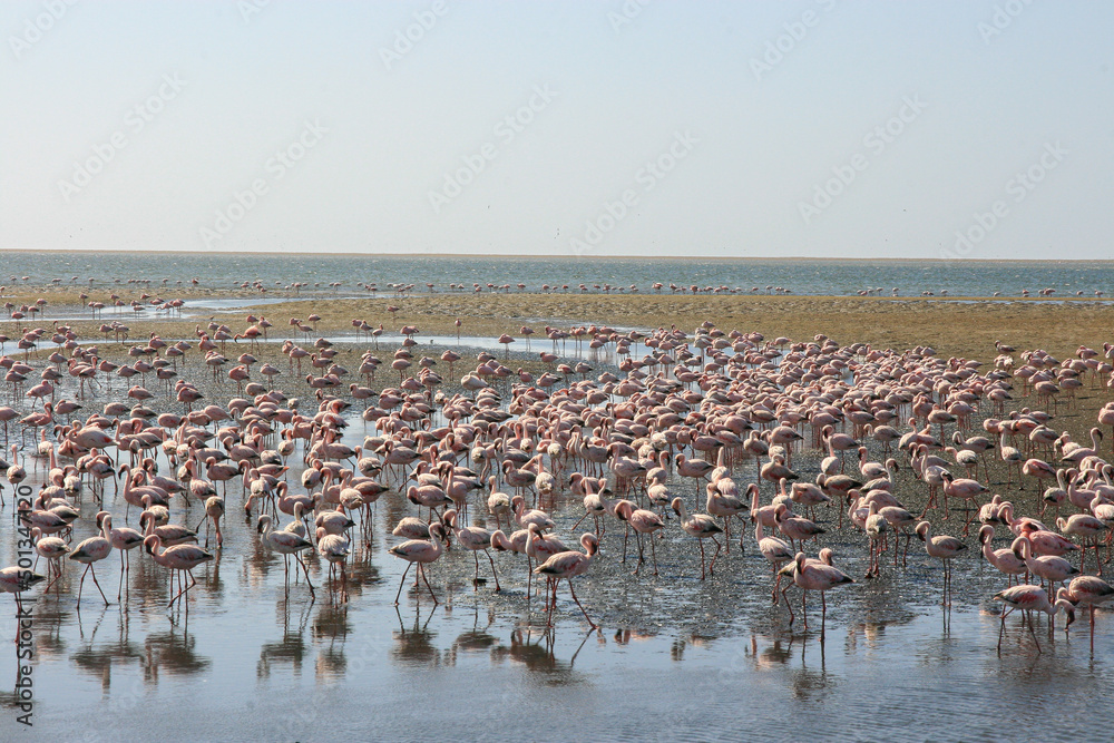Lesser flamingos, Walvis Bay, Namibia
