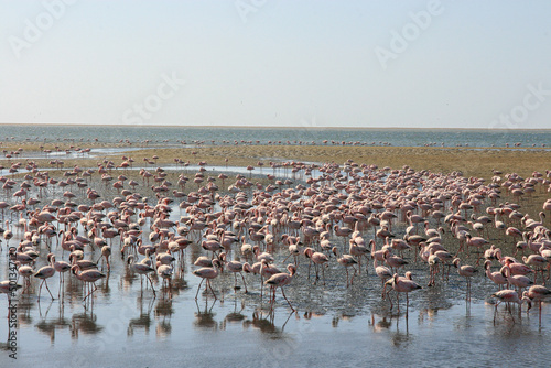 Lesser flamingos, Walvis Bay, Namibia