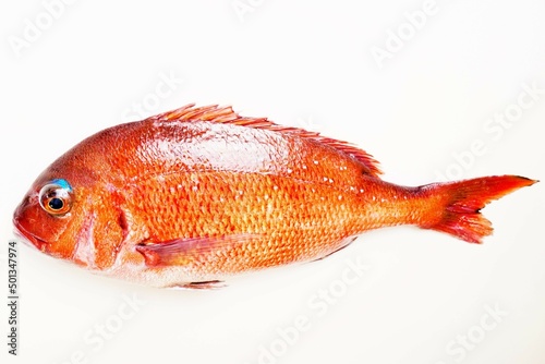 白背景に赤い魚の真鯛の全身を背中から見た真俯瞰図