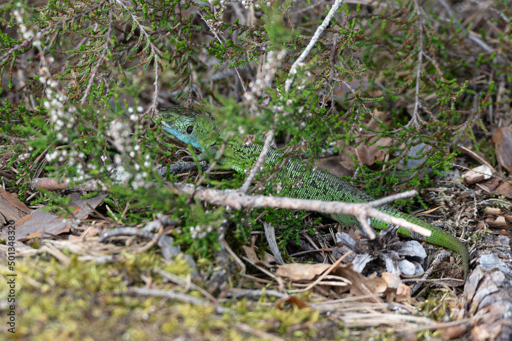 Lacerta bilineata - Western green lizard - Lézard vert occidental - Lézard à deux raies Lacerta bilineata - Western green lizard - Lézard vert occidental - Lézard à deux raies