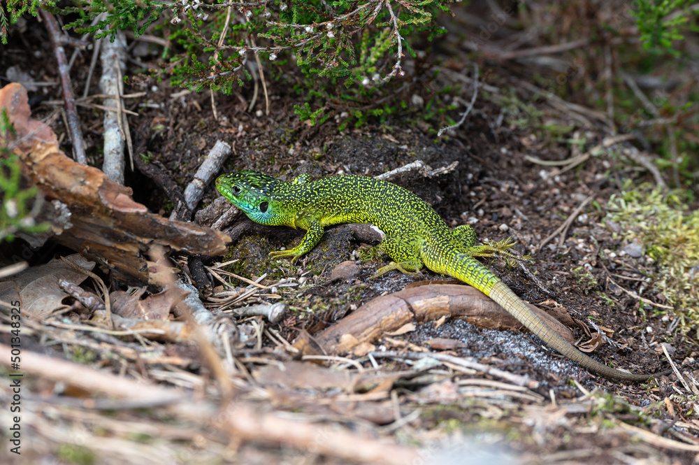 Lacerta bilineata - Western green lizard - Lézard vert occidental - Lézard à deux raies Lacerta bilineata - Western green lizard - Lézard vert occidental - Lézard à deux raies
