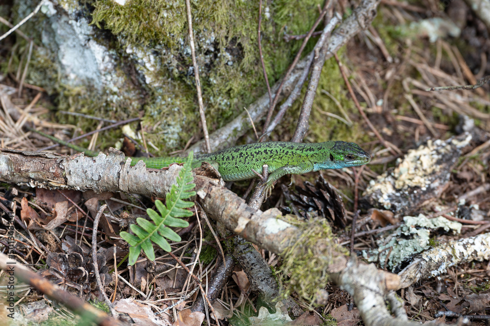 Lacerta bilineata - Western green lizard - Lézard vert occidental - Lézard à deux raies Lacerta bilineata - Western green lizard - Lézard vert occidental - Lézard à deux raies