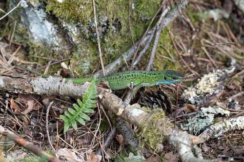 Lacerta bilineata - Western green lizard - Lézard vert occidental - Lézard à deux raies photo