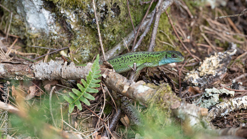 Lacerta bilineata - Western green lizard - Lézard vert occidental - Lézard à deux raies photo