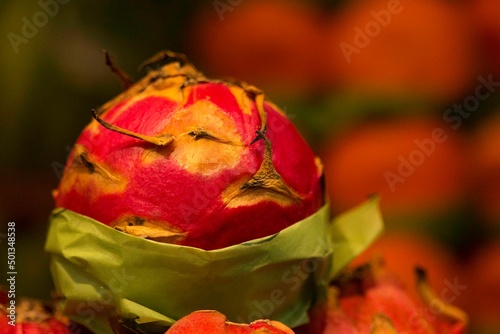 Pitaia, vermelha conhecida como fruta-do-dragão é o fruto de várias espécies de cactos epífitos dos gêneros Hylocereus e Selenicereus, nativas de regiões da América Central e México,. photo