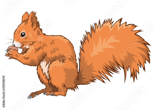 Red Squirrel